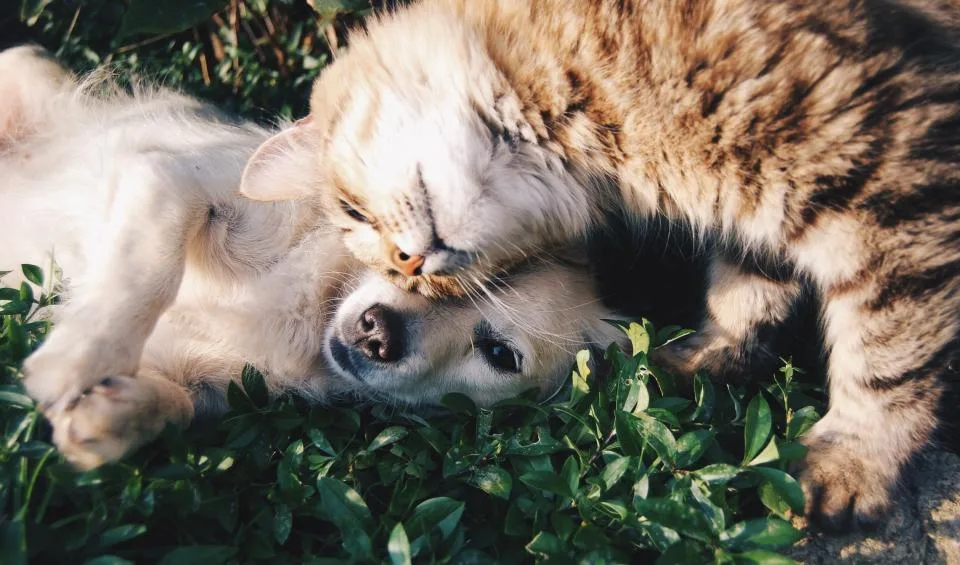 Perro y gato juntos - Programa de mascotas